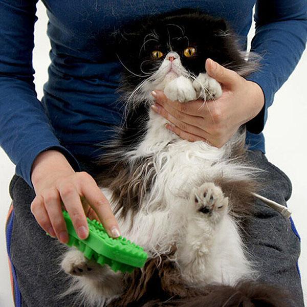 Massage pet brush