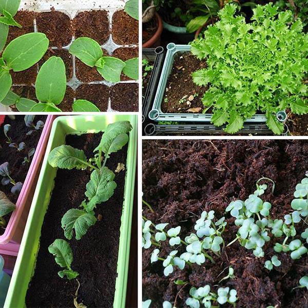 Coconut Bran Brick Succulent Soil